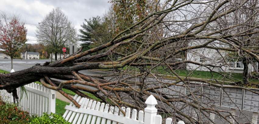 Fallen trees & neighbouring fence damage: Who is responsible?